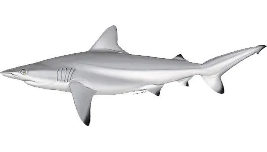 illustration of a shark
