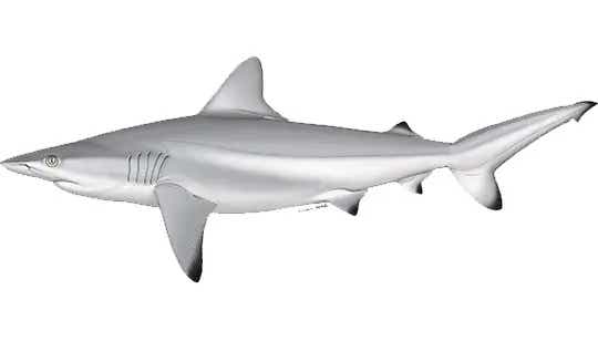 illustration of a shark