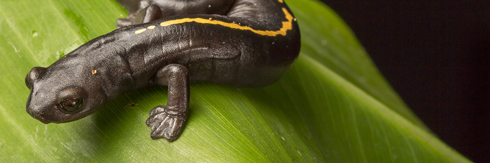 black salamander with yellow stripe