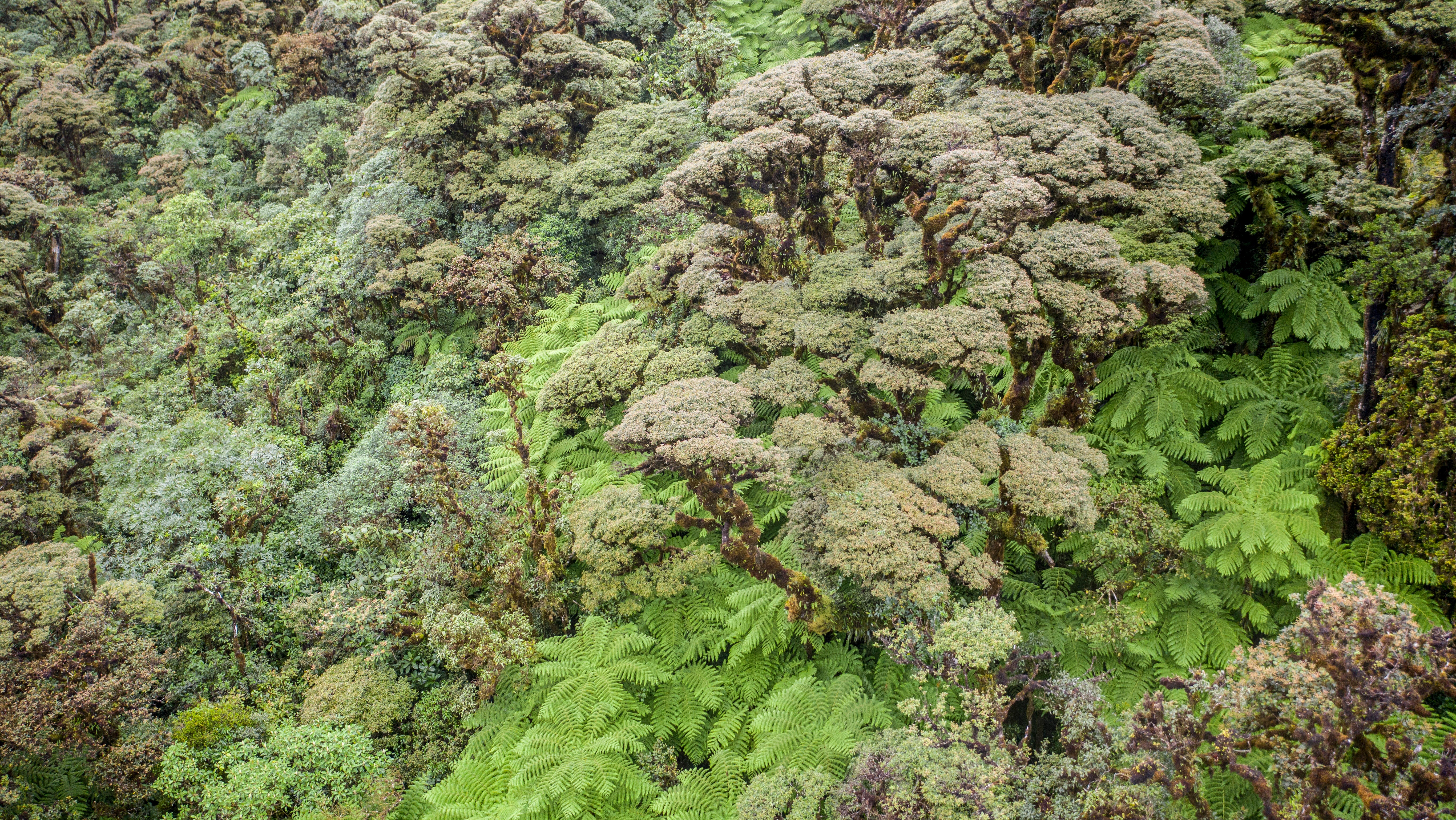 overhead view of forest canopy