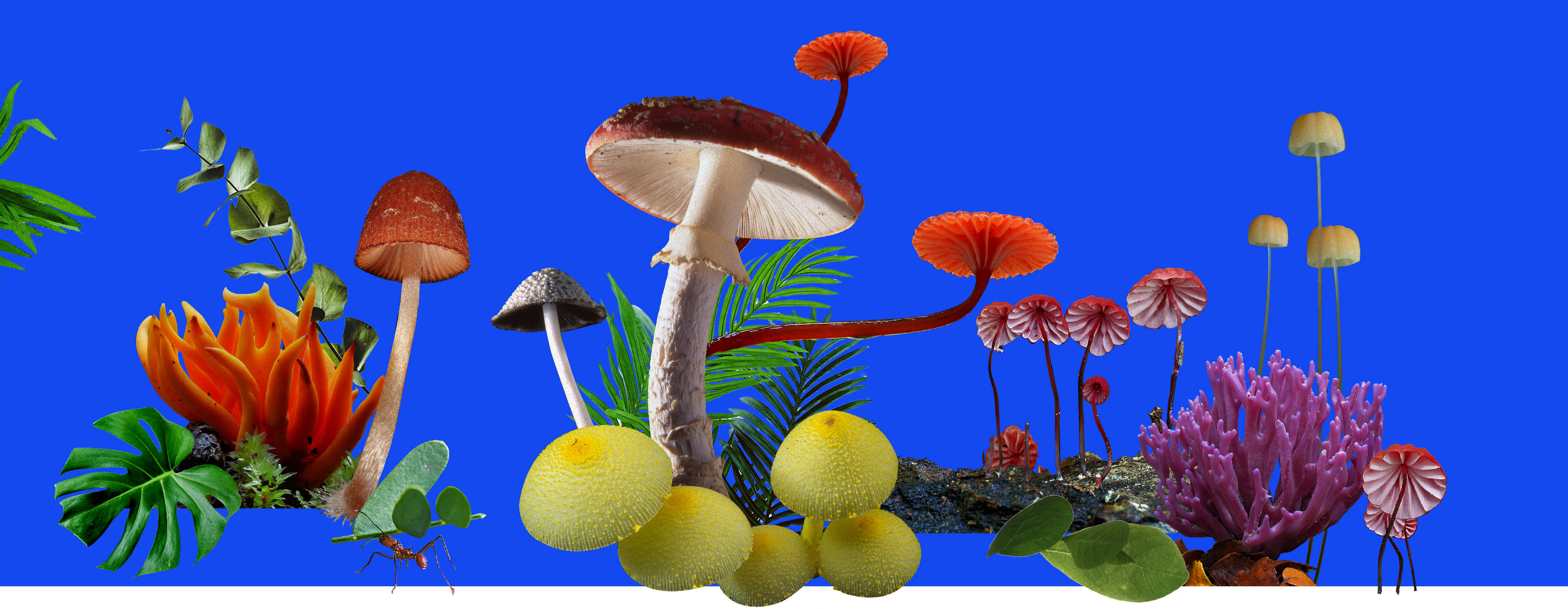 many types of mushrooms
