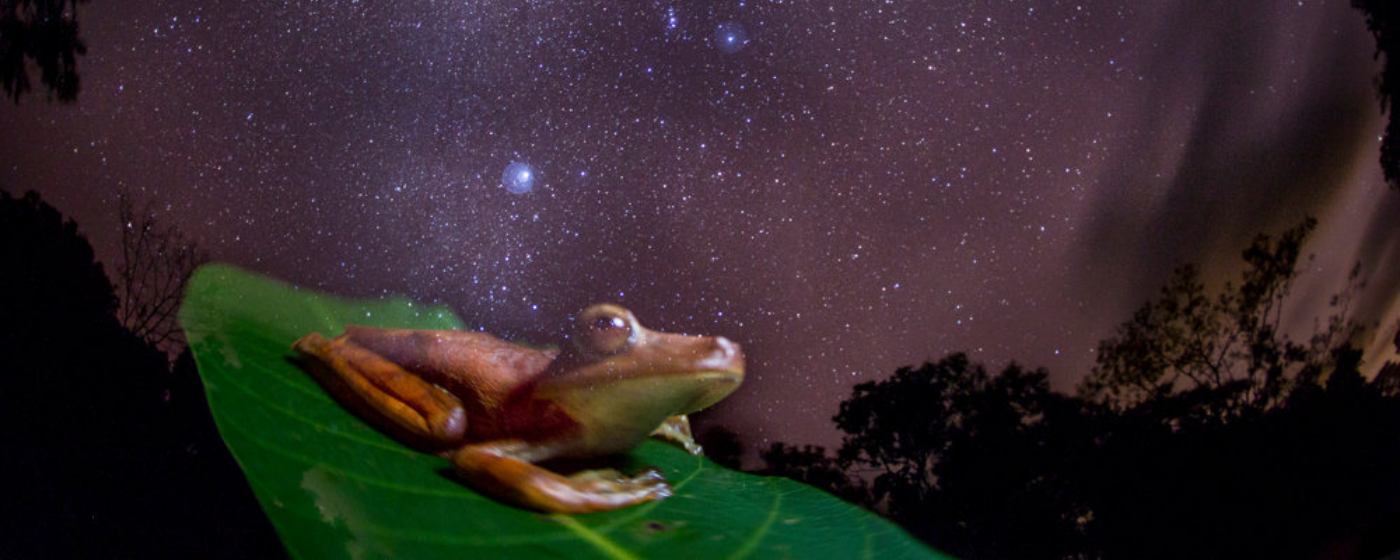 tree frog looking at the sky