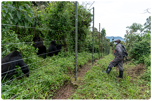 person in a uniform guarding a gorilla habitat