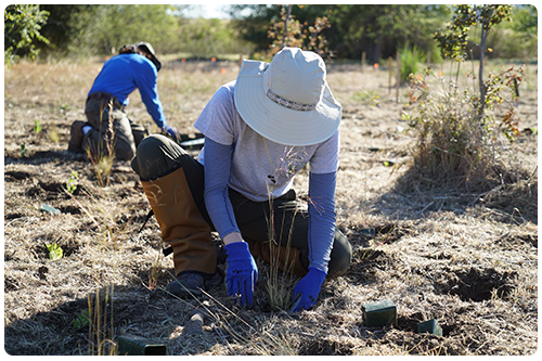 people planting native plants