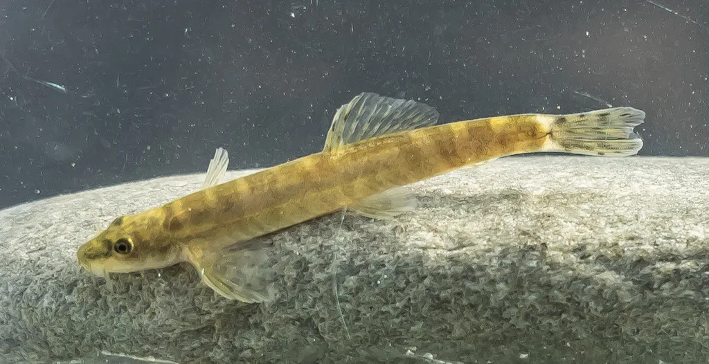 long thin fish
