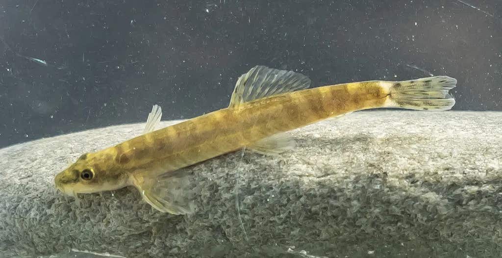 long thin fish