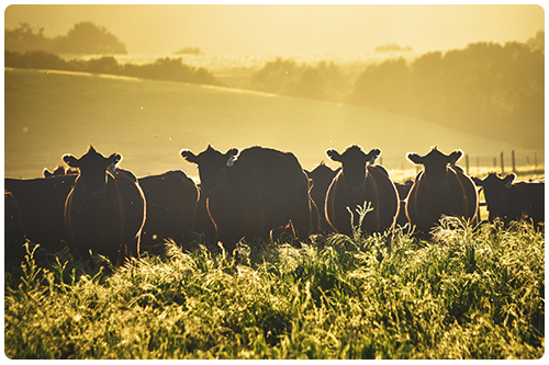 cows in a field