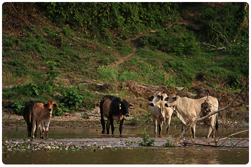 cattle at the water