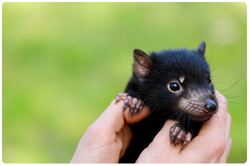 baby tasmanian devil