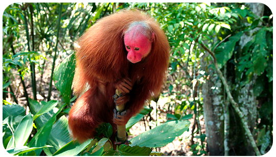 orange primate with a red face