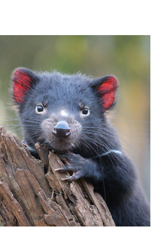 tasmanian devil closeup