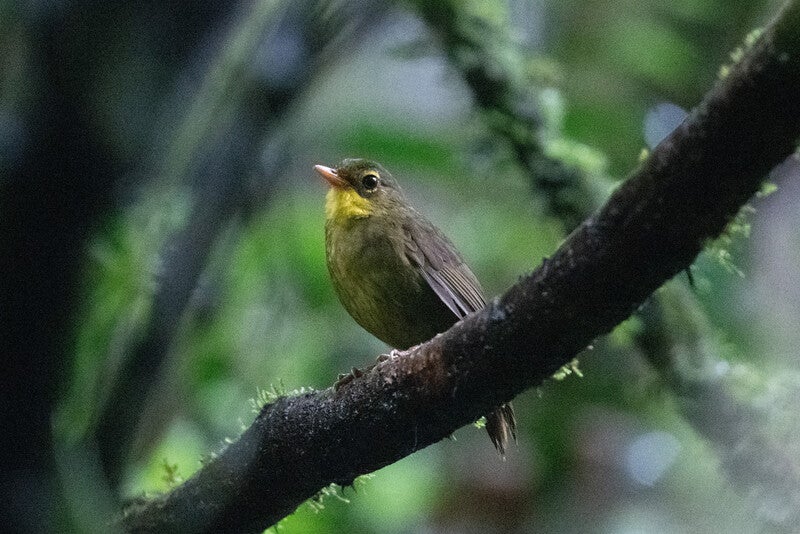 yellow-green bird on a branch