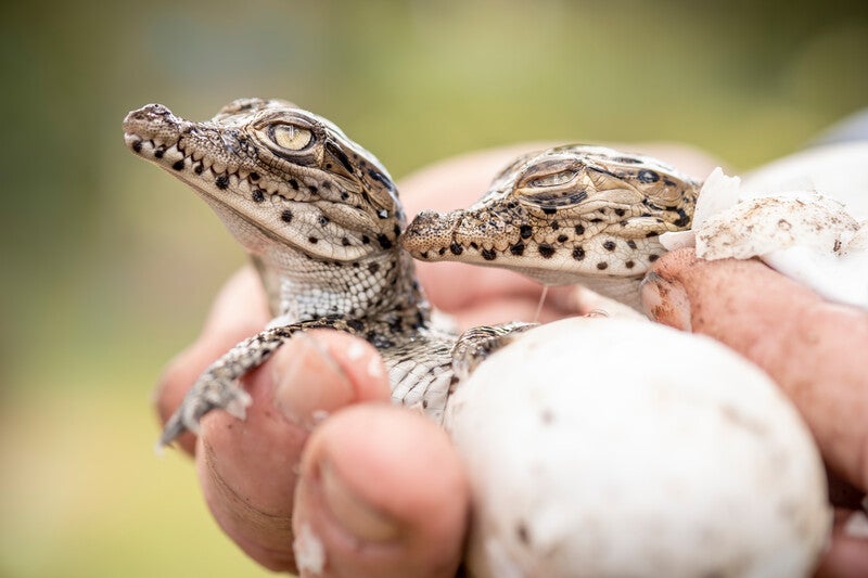 small alligators emerging from shells