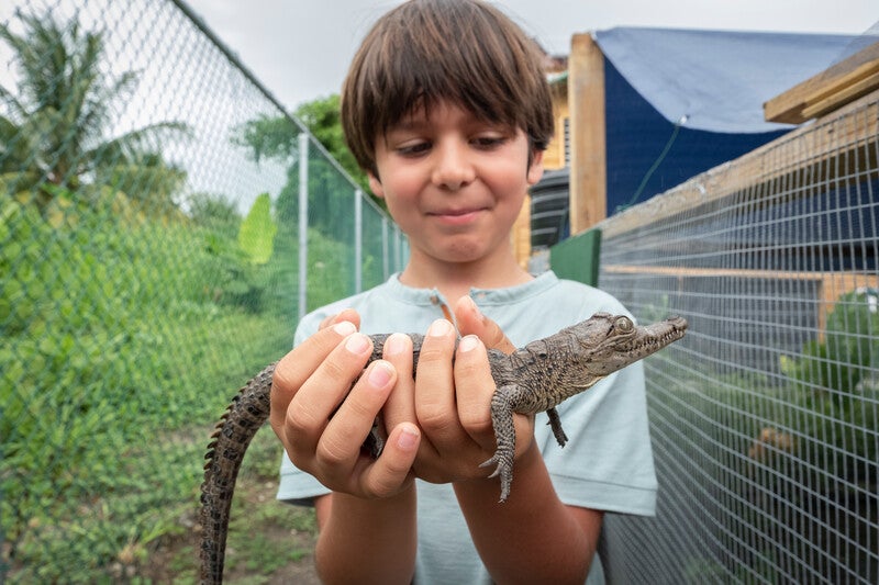 child holding a small alligator