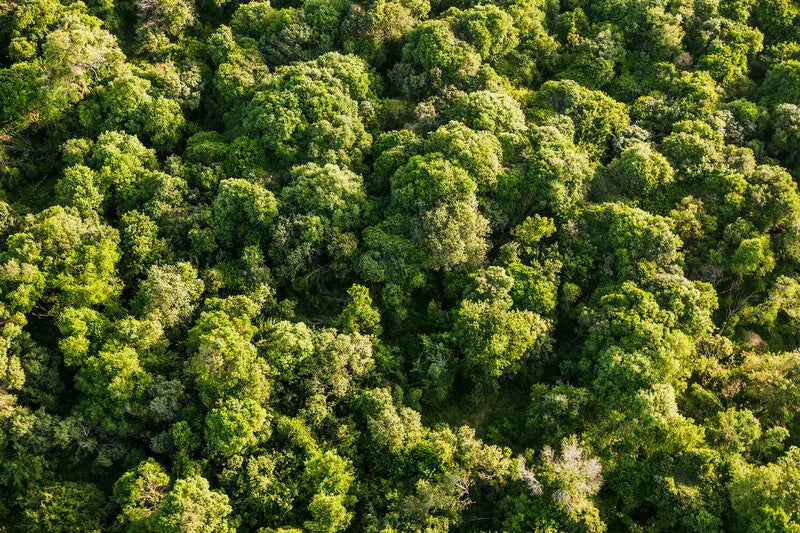 aerial view of forest