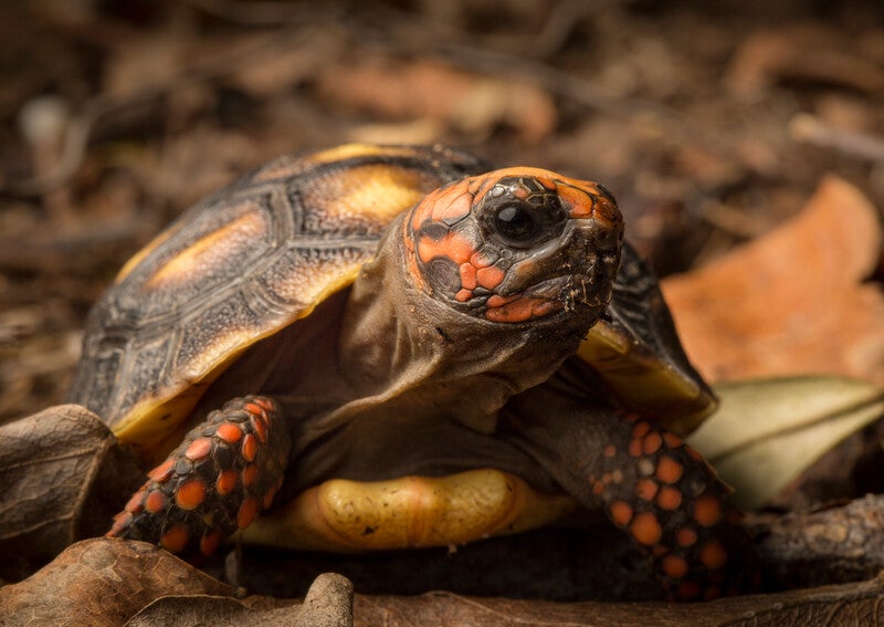 red and black turtle