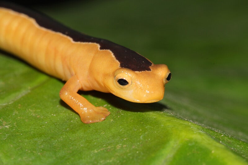 yellow salamander on a leaf