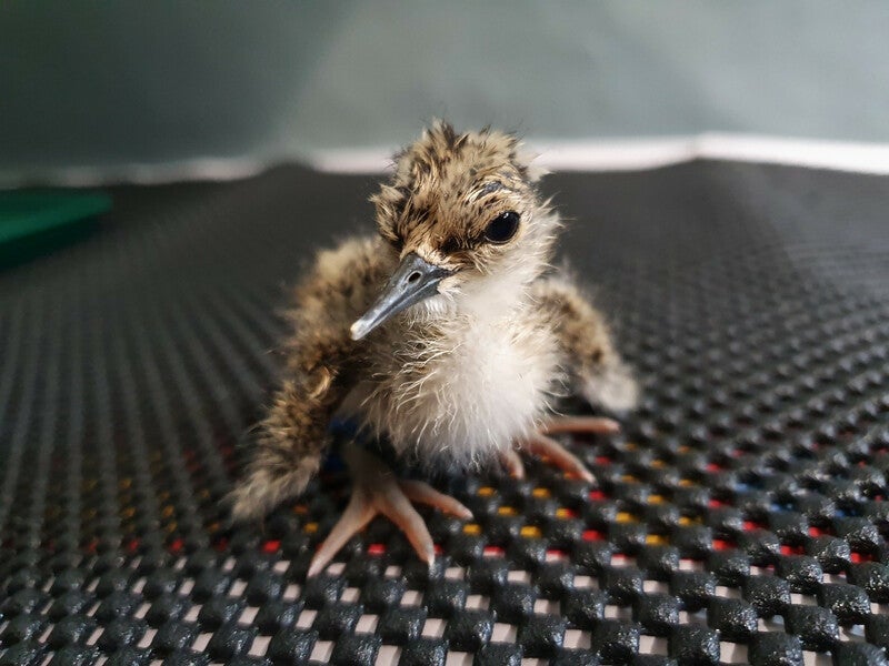 baby bird with large feet