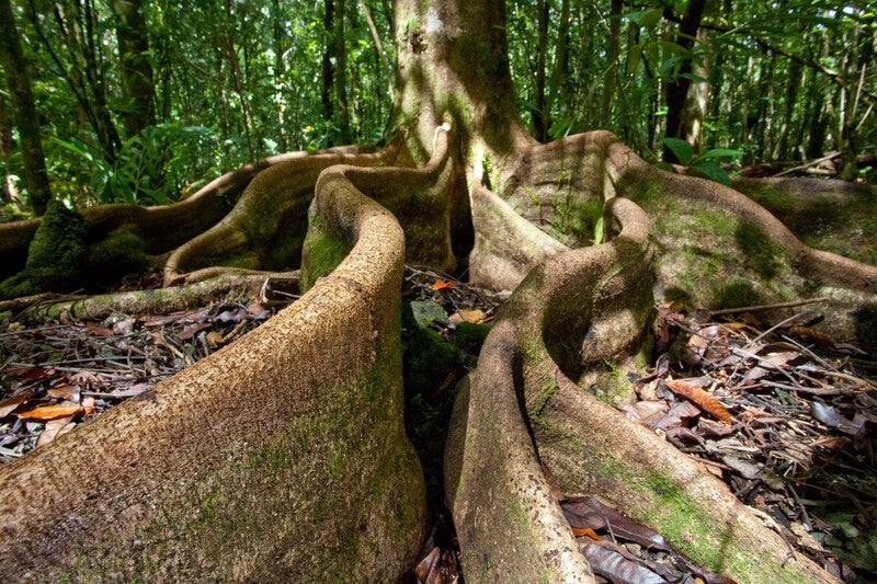 roots of a tree in the forest