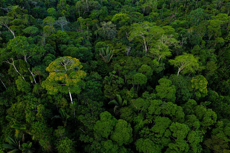 aerial view of a forest