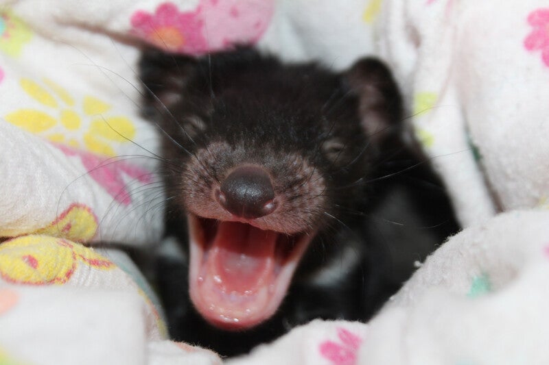 baby tasmanian devil in a blanket