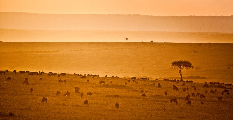 animals grazing in a flat and orange landscape