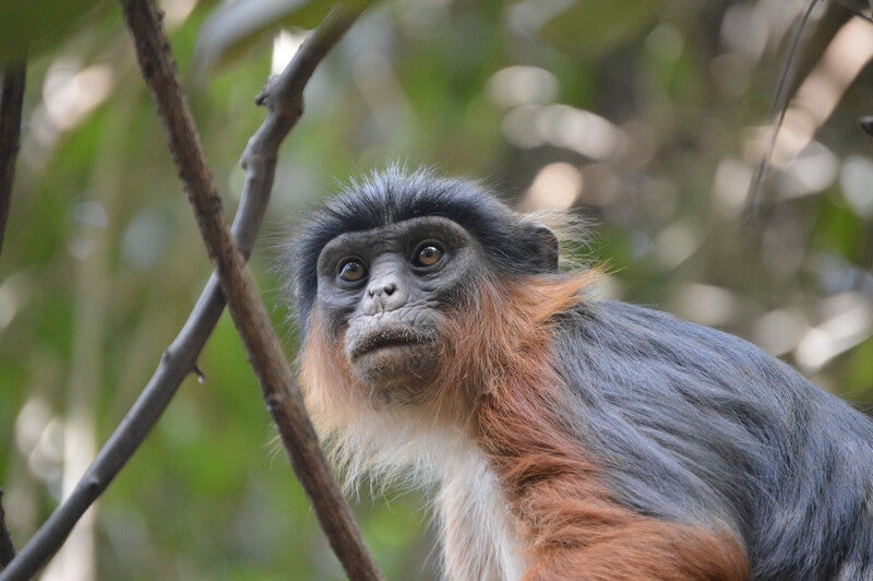 primate with gray, orange, and white fur