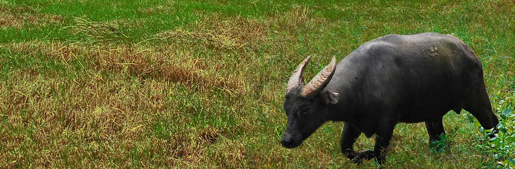 tamaraw grazing