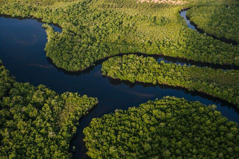 forests and rivers