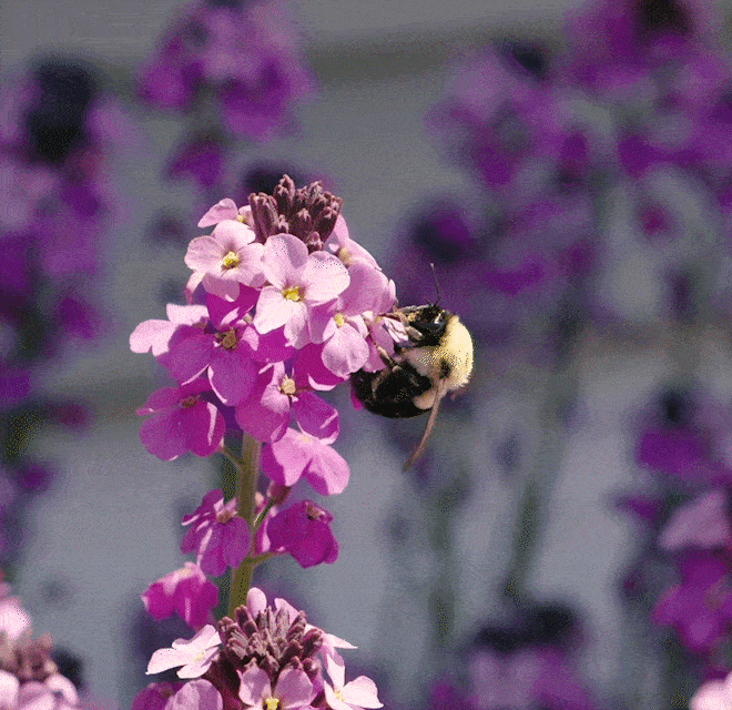 bee on flower