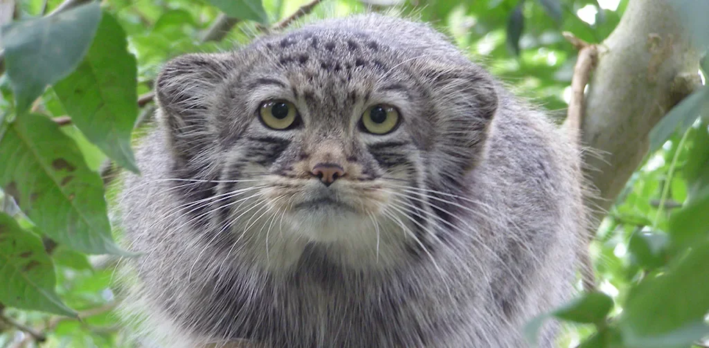 pallas cat