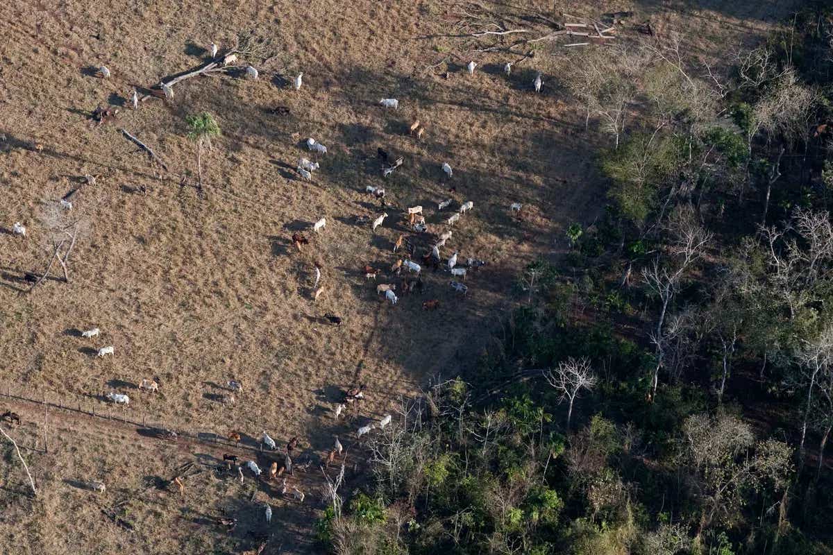 cattle ranching deforestation