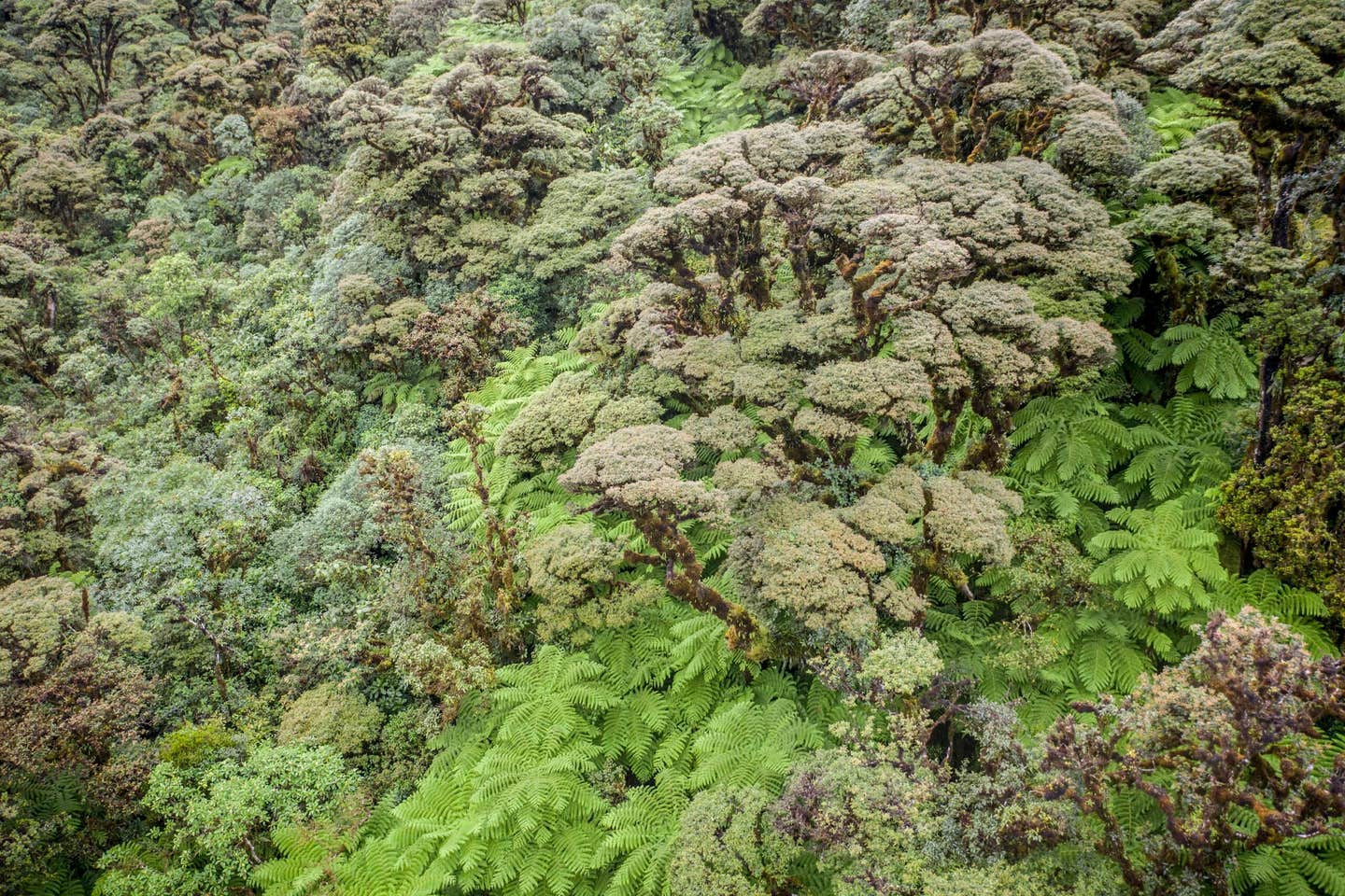 forest from aerial view