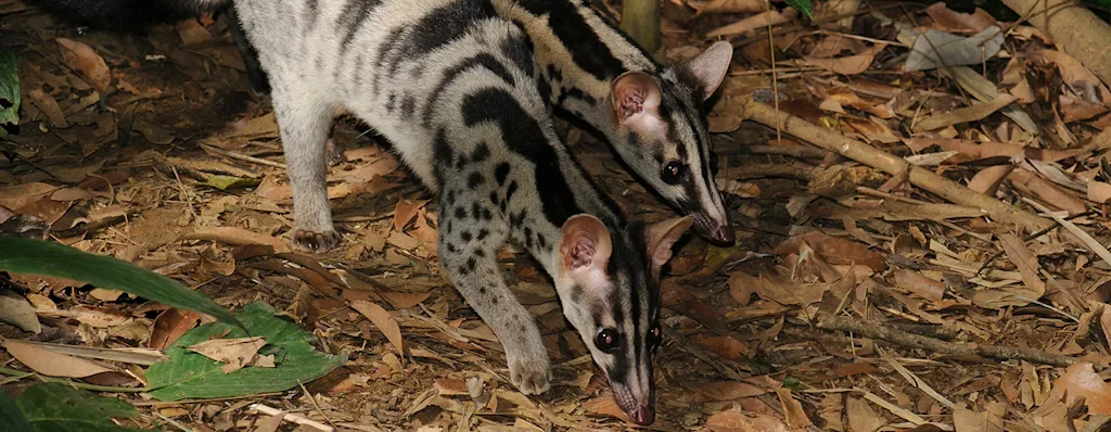 animals with stripes