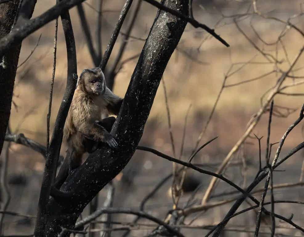 monkey in a tree