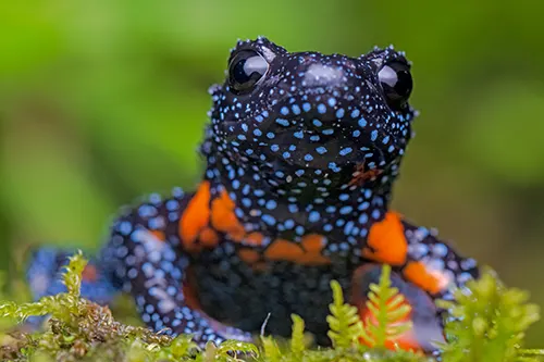 colorful amphibian