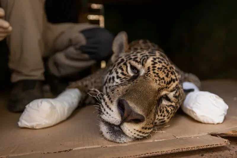 jaguar with bandaged paws