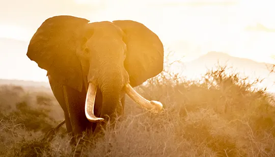 elephant walking in the brush