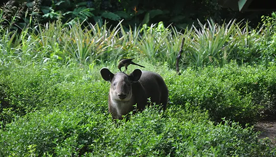 tapir with bird standing on its block
