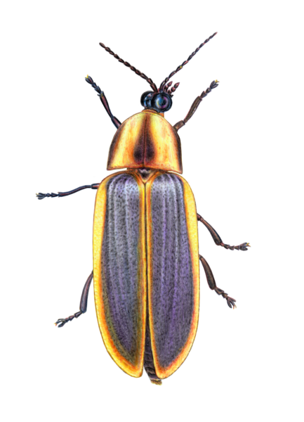 similar firefly