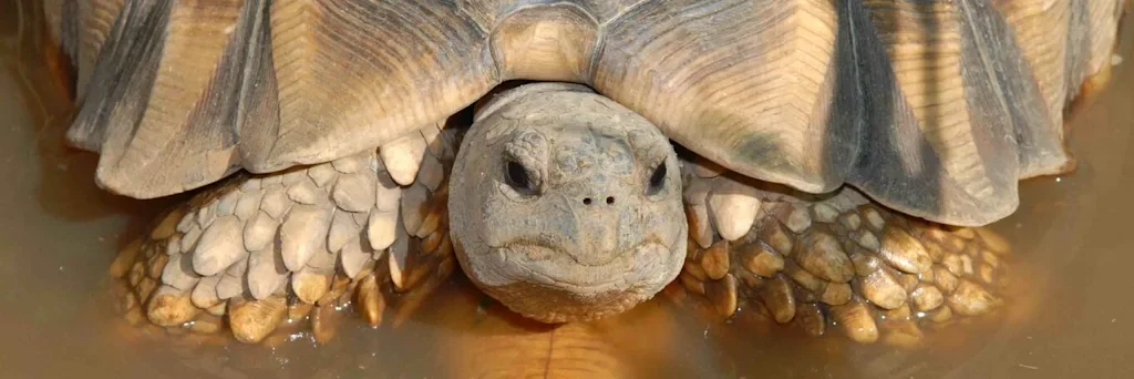 tortoise