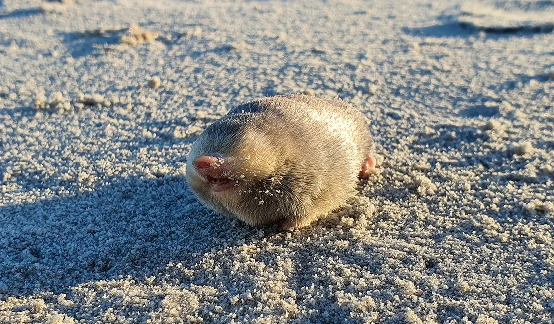 a golden mole