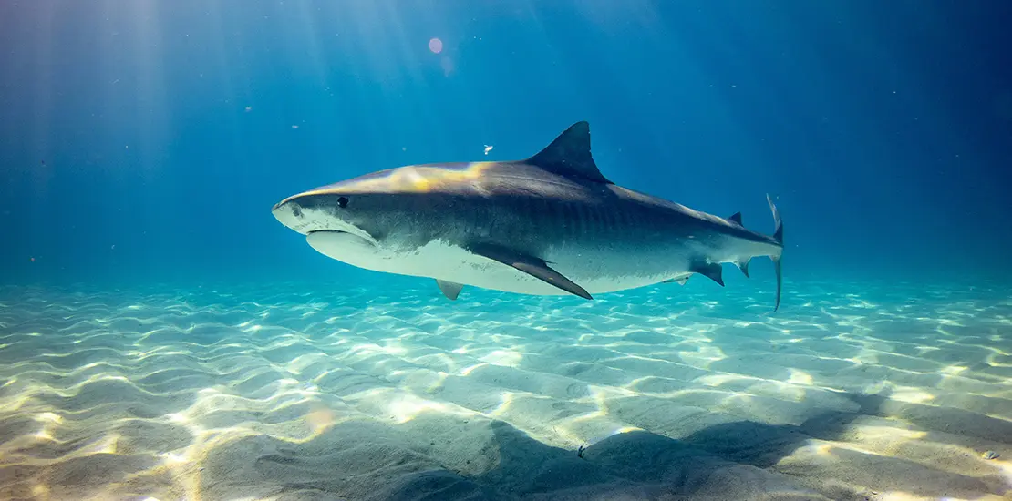 tiger shark underwater