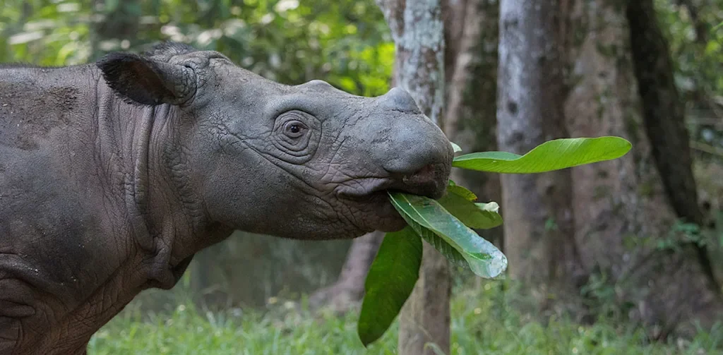 rhino eating leaves