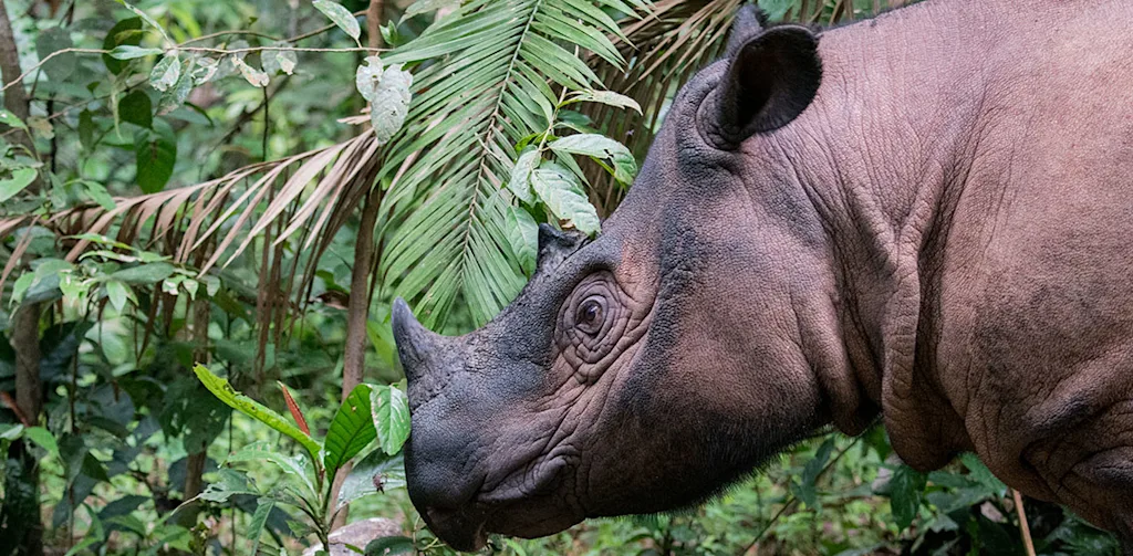 rhino examining forest plants