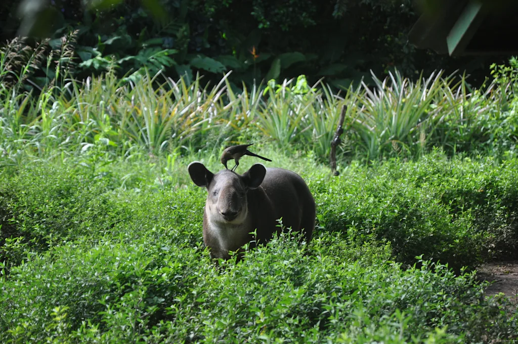 tapir with bird sitting on its back