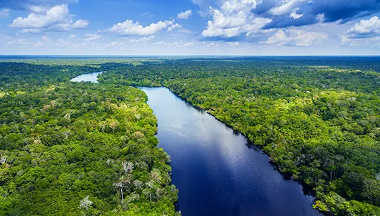 forest and river