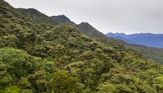 rolling mountains covered in trees