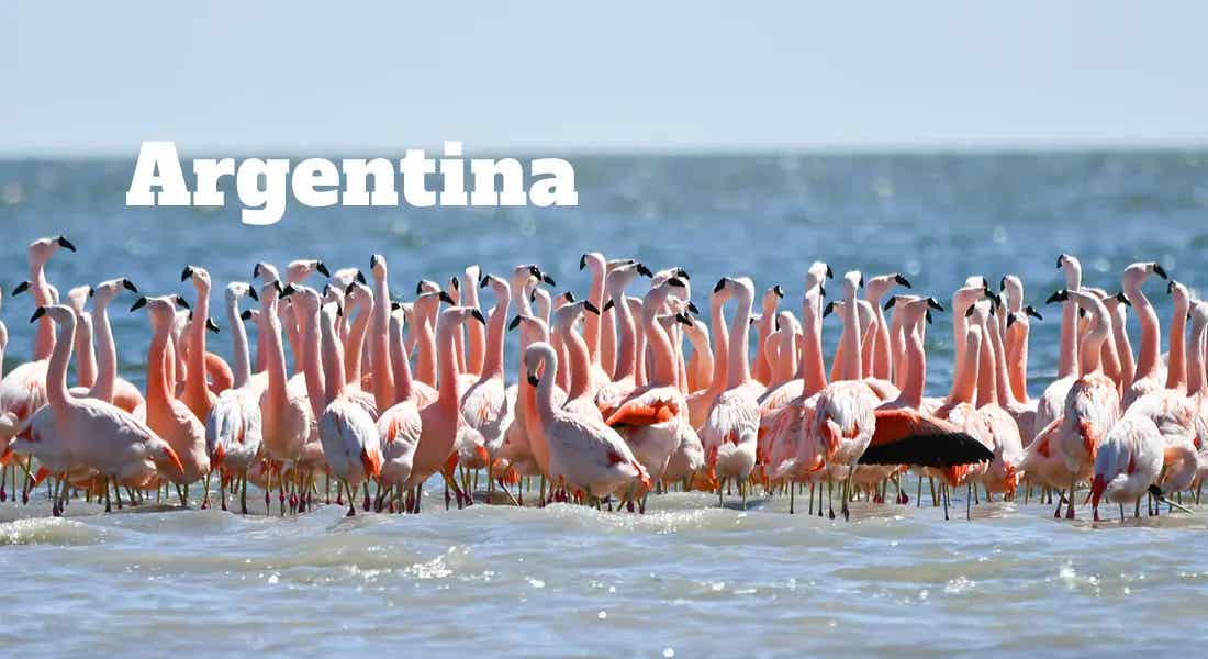 flock of flamingos labelled Argentina