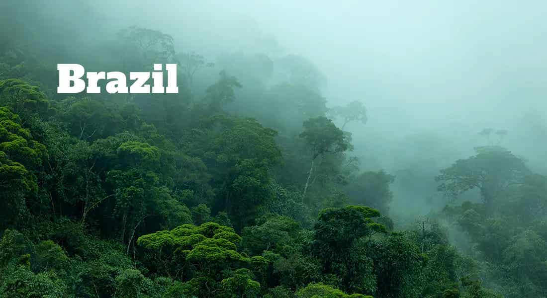 foggy rainforest labelled Brazil